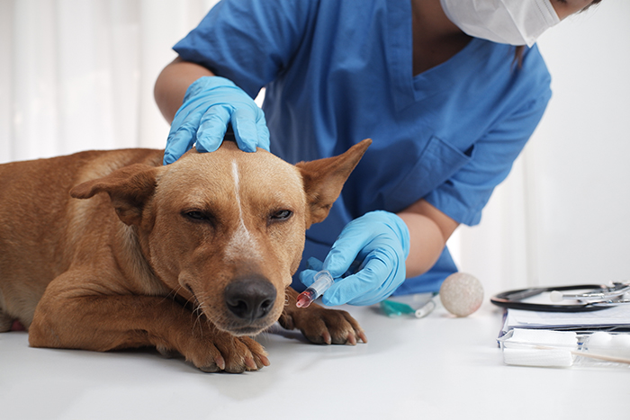 Tiêm chích ngừa cho chó là rất cần thiết để tránh những căn bệnh nguy hiểm
