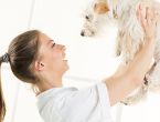 Chích ngừa cho chó - Lưu ý mà bạn cần biết