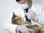 7+ điều cần phải biết khi chích ngừa cho mèo