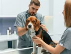 Dịch vụ xét nghiệm máu cho chó mèo chất lượng, giá tốt