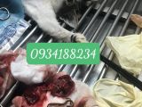 NỐI RUỘT TRÊN MÈO TẠI PHÒNG KHÁM THÚ Y HOÀNG BÁCH