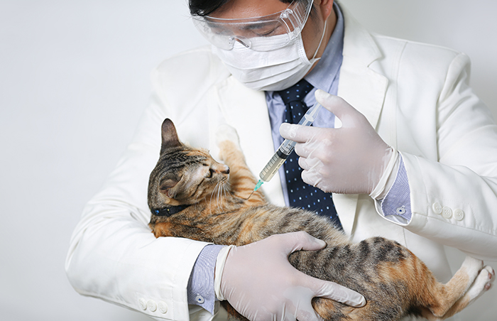 Tiêm vắc xin chích ngừa cho mèo giúp bảo vệ thú cưng khỏi căn bệnh nguy hiểm