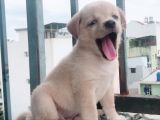 CÁCH CHỌN CHÓ KHỎE